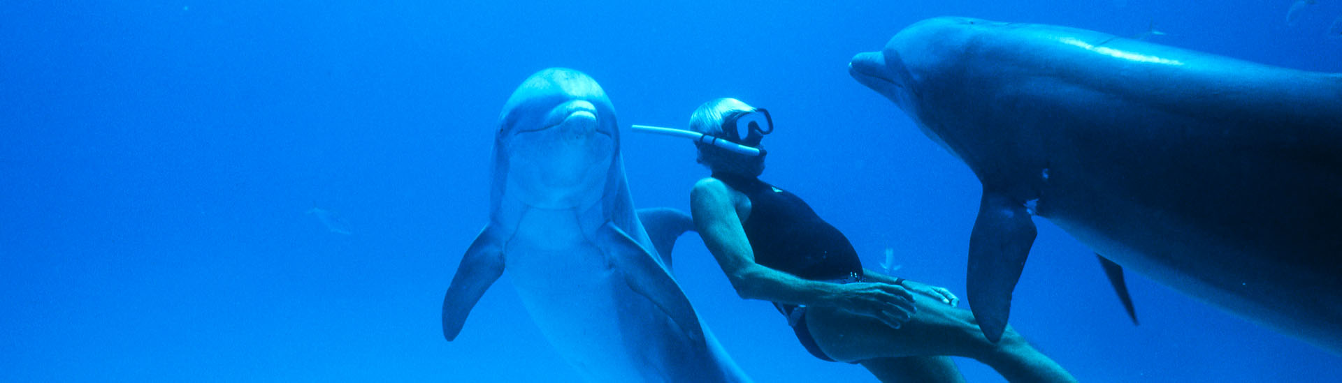 Baner filmu 'Człowiek Delfin'